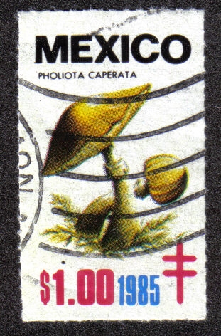 Hongos