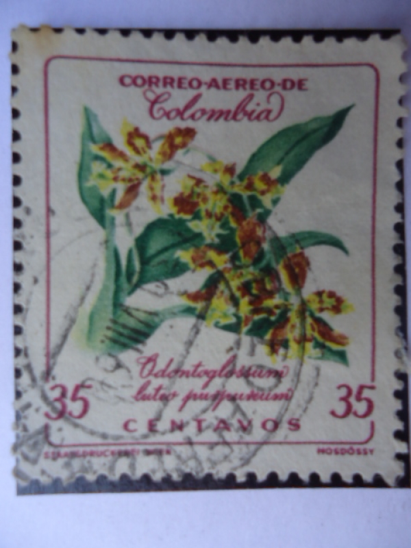 Oequídeas Colombianas - Odontoglossum luteo purpureum.