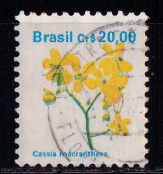 Cassia macranthera