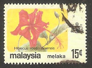 Melaka - Flor de Malasia, hibiscus rosa sinensis
