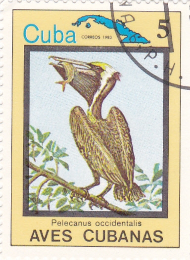 Pelícanus occidentalis- AVES CUBANAS
