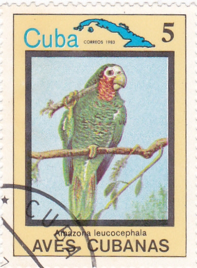 Amazona leucocephala- AVES CUBANAS