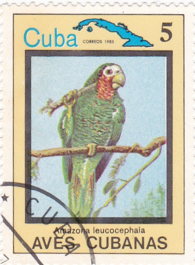Amazona leucocephala- AVES CUBANAS