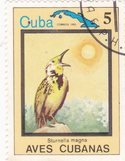 Sturnella magna -AVES CUBANAS