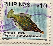 Oxymonacanthus pez de nariz larga
