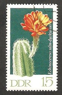 1318 - Cactus echinocereus salm dyckianus