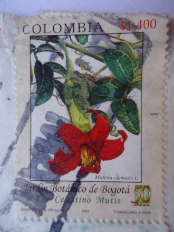 Rosa Roja Africanas-Mutista Clematis L - Jardín Botánico de Bogotá José Celestino Mutis.