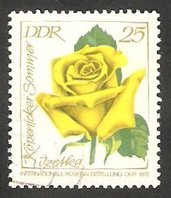 1469  - Rosa amarilla