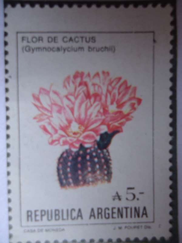 Flor de Cactus - Gymnocalycium bruchij