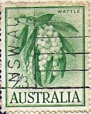 Wattle