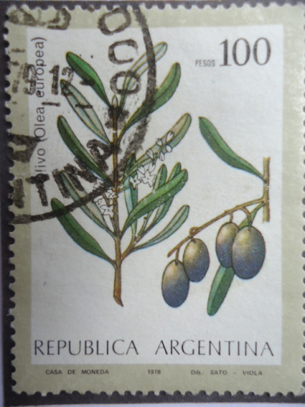 Olivo - Olea Europea