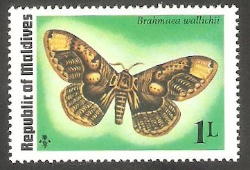 Mariposa