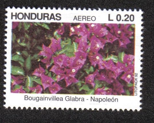 Flores Ornamentales
