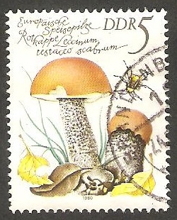 2210 - Champiñón leccinum testaceo scabrum