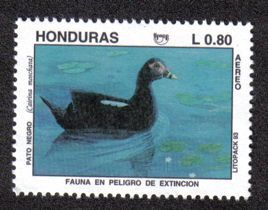 Fauna en Peligro de Extinción 