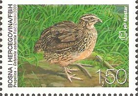 AVES.  COTURNIX  COTURNIX.