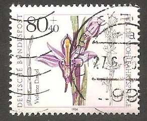 1060 - Flor limodorum abortivum