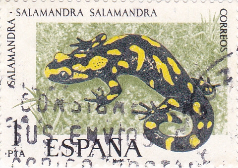 Salamandra (15)