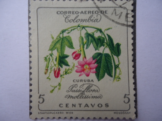 Curuba - Passiflora Mollissima - Serie:Flores.
