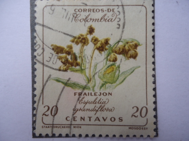 Frailejón - Espeletia grandiflora