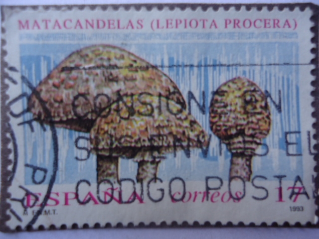 Ed: 3244 - Matacandelas (Lepiota Procera)