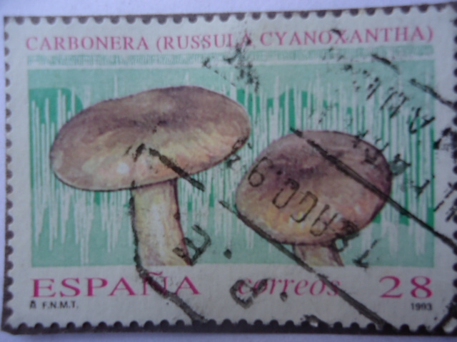 Ed: 3246 - Carbonera (Russula Cyanoxantha)