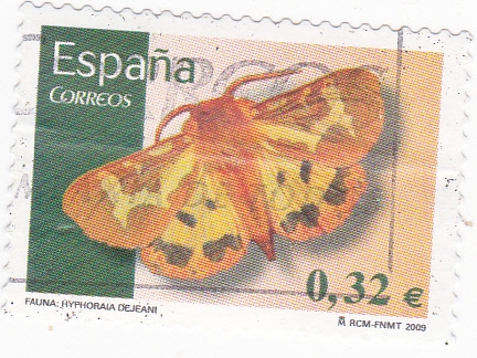 Fauna- Mariposa (16)