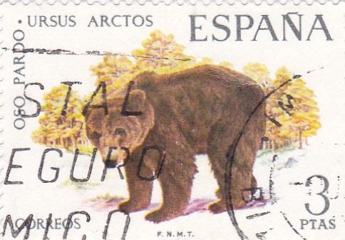 Fauna- oso pardo  (16)