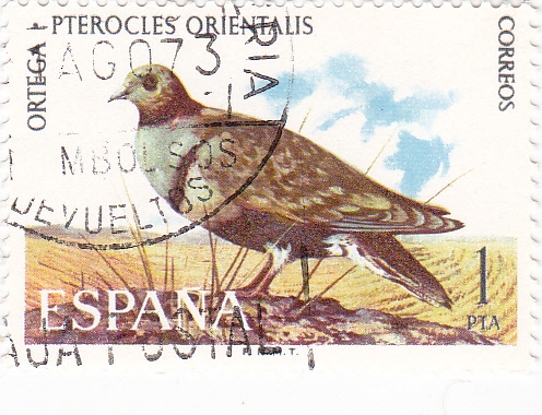 Ortega pterocles orientalis (16)