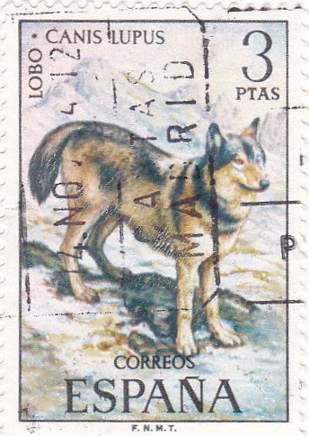 Lobo- Canis Lupus  (16)