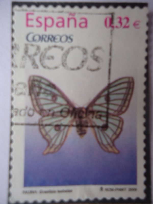 Ed:4462 -  Graellsia Isabellae - Polilla Luna Española