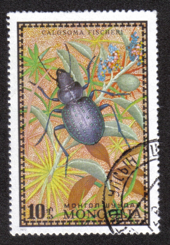 Calosoma fischeri