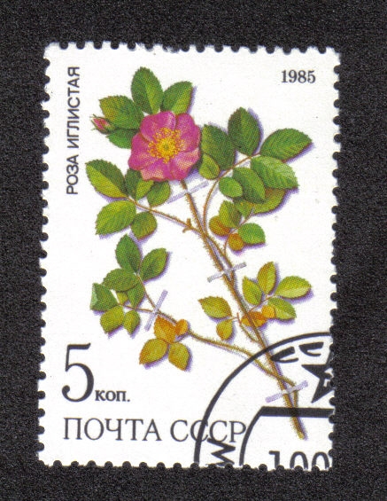 Plantas medicinales Protegidas en Siberia 2