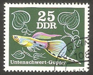 1855 - Pez de acuario 