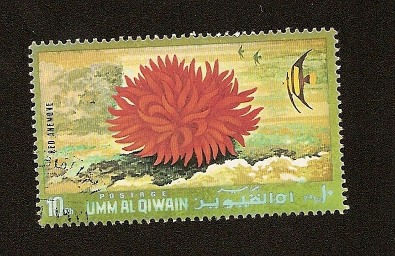 UMM AL QIWAIN -  Fauna Marina  -  Anémona Roja