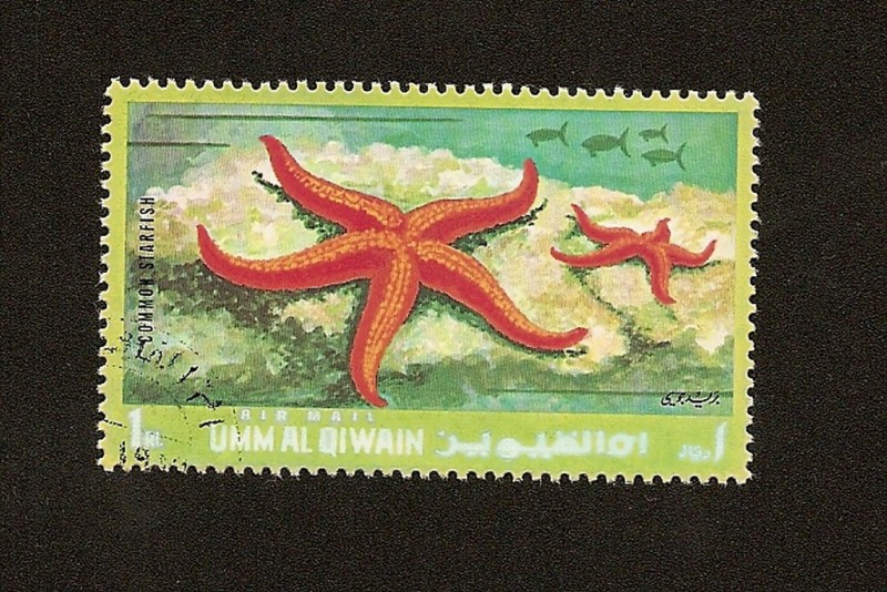 UMM AL QIWAIN -  Fauna Marina  - Estrella de Mar