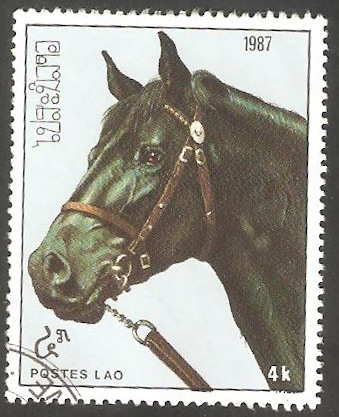 Caballo de raza