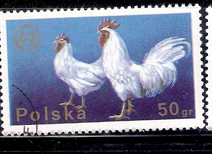 Gallo y gallina