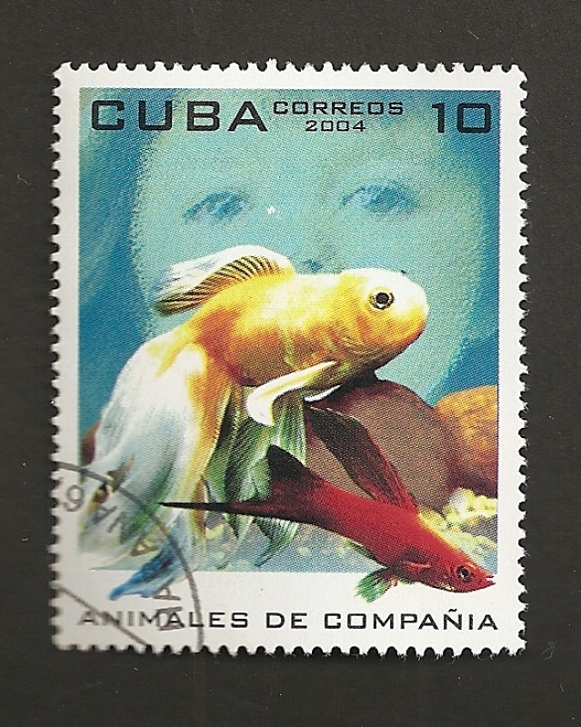 Animales de compañía