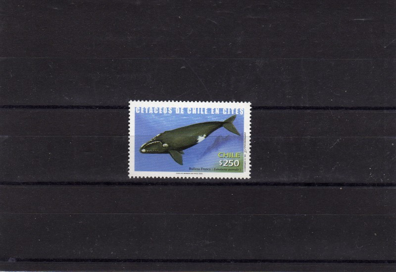 cetaceos de chile