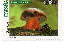Boletus pinofilus