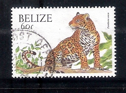 Jaguar: Panthera onca