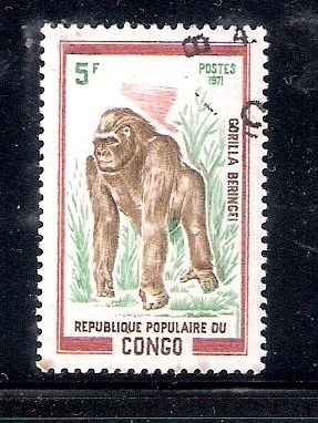 Gorilla beringei, gorila de montaña