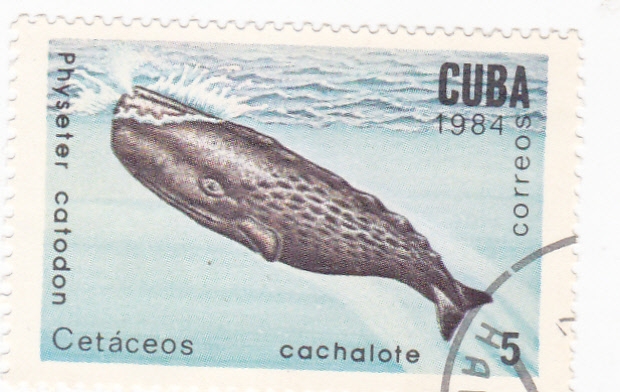 Cetáceos -cachalote