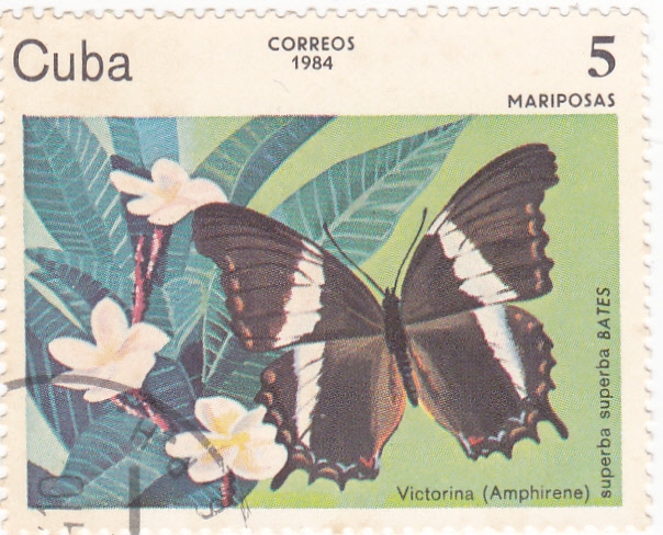 mariposa