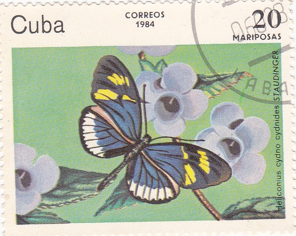 mariposa