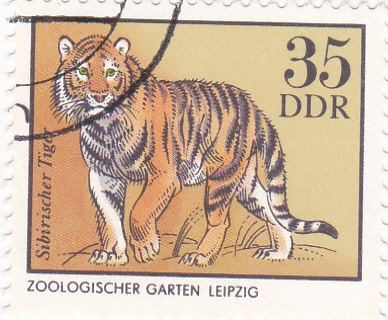 Zoologico Leipzig tigre