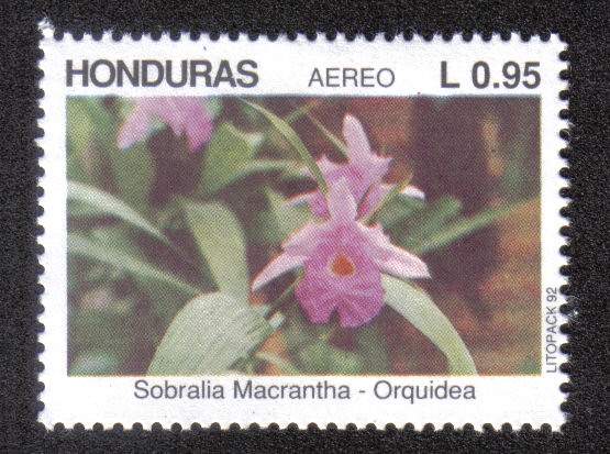 Orquidea