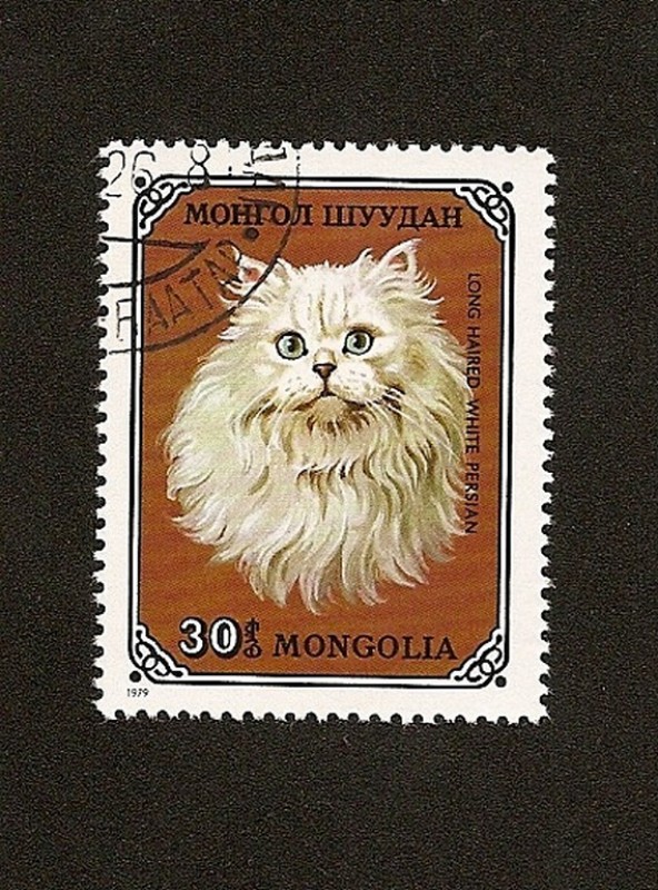 FELINOS - Gato persa blanco de pelo largo