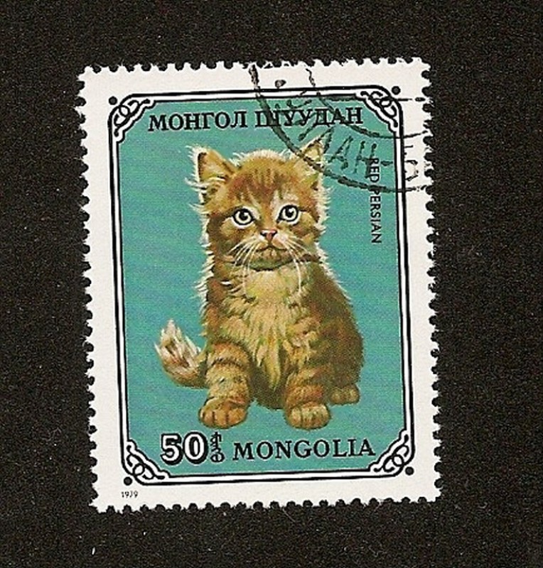 FELINOS - Gato persa rojo